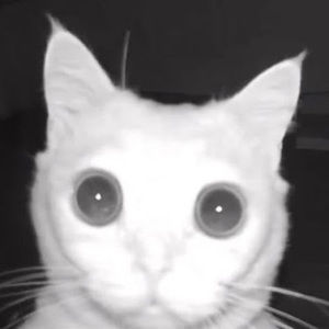 Meet your Posher, Lilyana